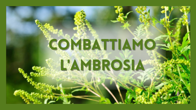 Provvedimenti contro la diffusione e proliferazione della pianta "AMBROSIA" - Anno 2024	