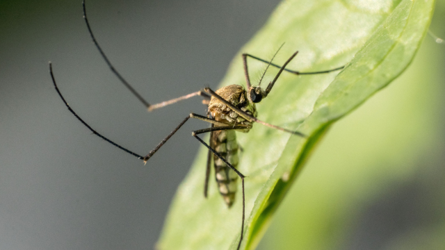 Misure di prevenzione ed azioni contro le zanzare